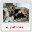 cachorros ovejeros aleman